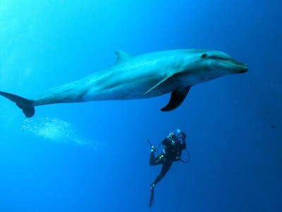Tauchsafari mit Delfinen am Roten Meer