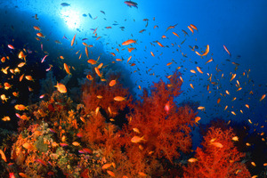 Korallenriff Ras Mohammed Tiran